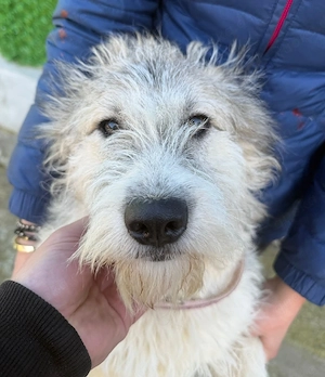 Anastasia sucht ein liebevolles Zuhause