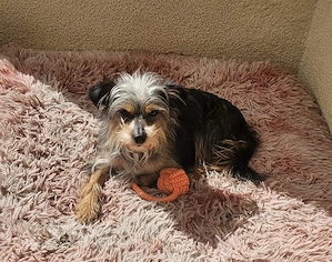 Kleine Lia sucht ihr Körbchen