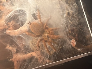 Orange Baboon Tarantula(OBT) ca.4cm Körperlänge, unbestimmt 