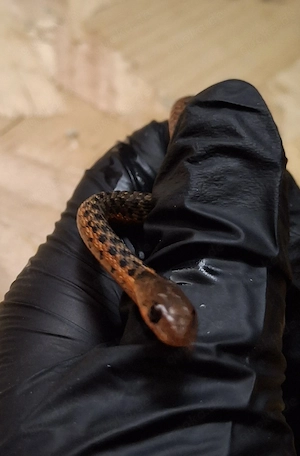 3.3 Thamnophis sirtalis Flame, 50% het shuett Albino 