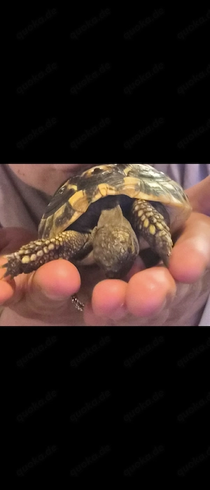 süße landschildkröte sucht ein zuhause  mit zubehör