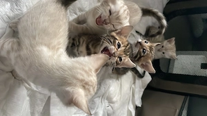 Reinrassige Bengalkitten reinrassig ab den 5. Mai abzugeben Bild 9