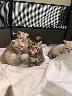 Reinrassige Bengalkitten reinrassig ab den 5. Mai abzugeben Bild 8