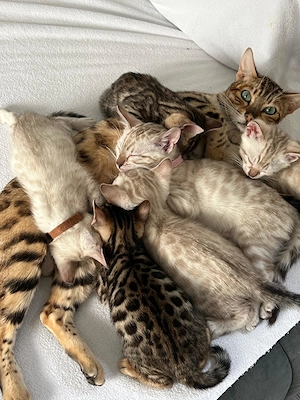 Reinrassige Bengalkitten reinrassig ab den 5. Mai abzugeben Bild 7
