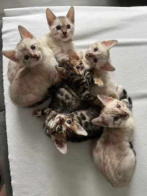 Reinrassige Bengalkitten reinrassig ab den 5. Mai abzugeben Bild 2