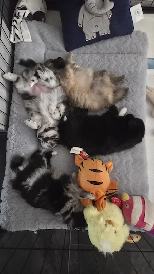 Hundewelpen zu verkaufen