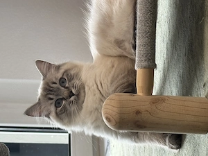 Ragdoll Weibchen Pamuk