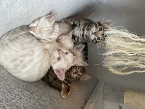 Reinrassige Bengalkitten reinrassig ab den 5. Mai abzugeben Bild 10