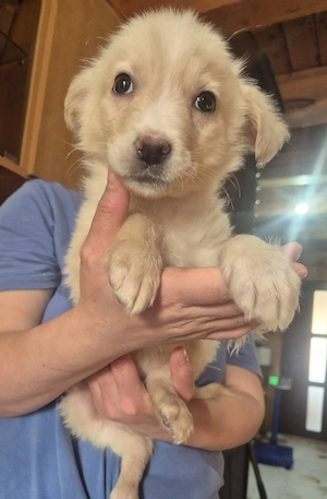 Welpenrüde 273744 sucht sein Körbchen