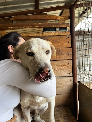 Labi Mix sucht sein neues Zuhause