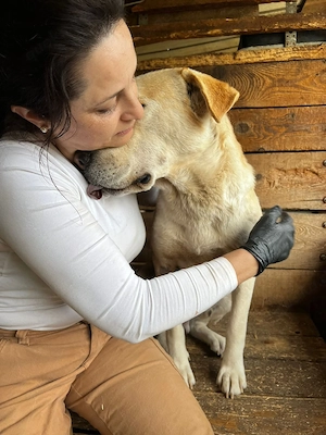 Labi Mix sucht sein neues Zuhause