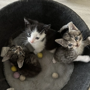 3 süße Katzenbabys (weiblich) suchen ein liebevolles Zuhause!