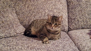 Einzelprinzessin Flia sucht ihre Familie 