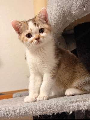 bkh kitten nur ein 1 weibchen da