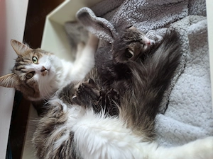 Drei katzenbabys langharrig