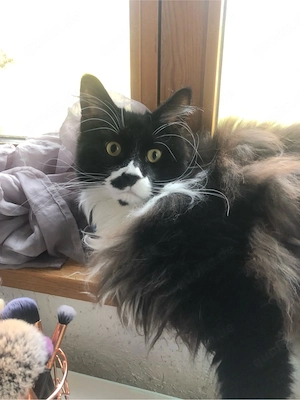 Maine Coon Kater, 3 Jahre, kastriert, geimpft