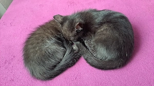 Kätzchen suchen ein verantwortungsvolles Zuhause   