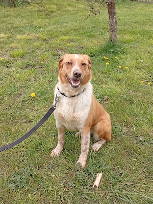 Cora - 3 J. stubenrein, kann alleine bleiben. von privat