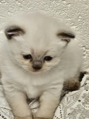 Silver shaded point Kitten