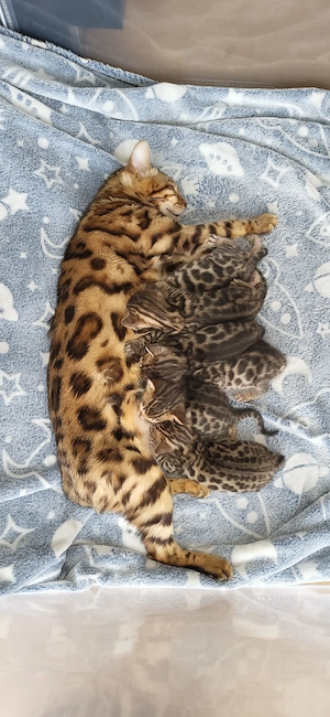 zauberhafte Bengalkitten 