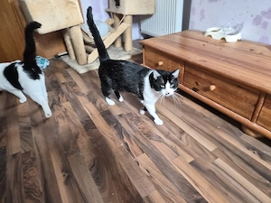 katzen ca. 1 2 jahre alt 