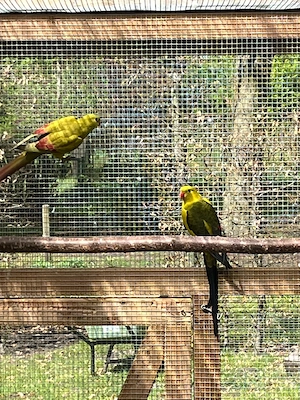 Bergsittich spalt lutino