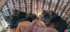 Bengal kitten 3 Jungen und 3 Mädchen.
