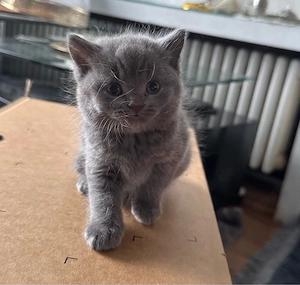 Britisch Kurzhaar Kitten  Nino  sucht liebevolles Zuhause   
