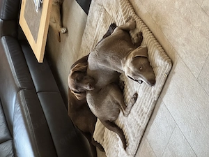 Wurfankündigung Labrador