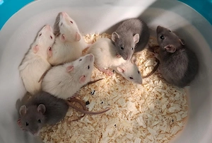 Junge Farbratten Männchen demnächst abzugeben! Aus liebevoller Zucht!