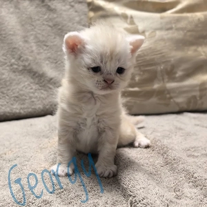 Wunderschöne kleine Katerchen mit locken