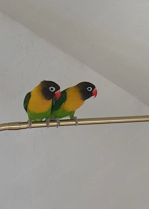 Zwei Agarponiden zu verkaufen 