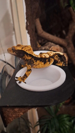 Kronengecko zuchtgruppe 1.2