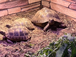 Suche weibliche Maurische LS