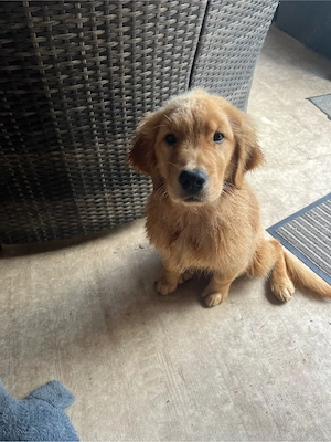 Suche Golden Retriever Amerikanische Linie 