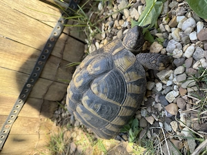 Landschildkröten griechische