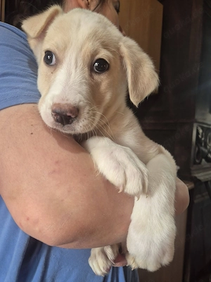 Welpenrüde 273746 sucht seine Menschen