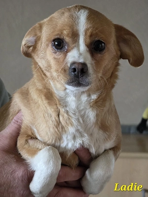 Lady sucht ihr neues Zuhause