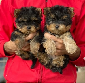 Yorkshire terrier mini welpen