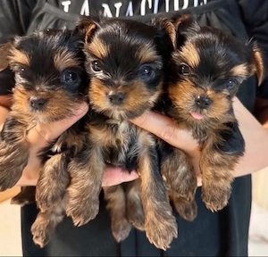 Yorkshire terrier mini welpen