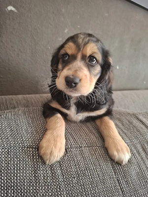 Welpen Mischling Rüden 