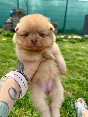 Wunderschöne Pomeranian Hündinnen schoko 