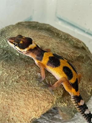 Leopardgecko (W)