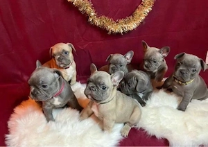 Französische Bulldogge welpen