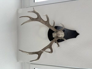 Großes Rothirsch-Geweih auf Holzschild Jagdtrophäe, Landhaus Deko, TOP Zustand