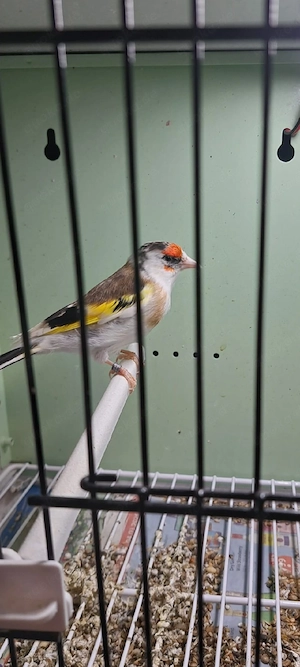 Stieglitz major sceke 