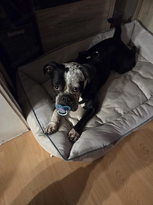 Schweren Herzens muss ich meine englische Bulldogge abgeben. Sie ist eine liebe und treue Hündin, je