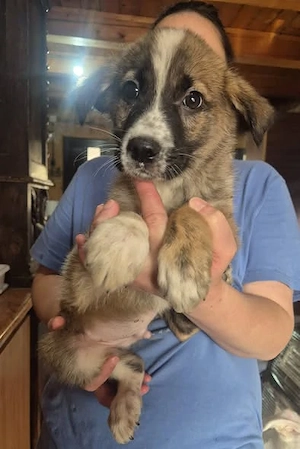 Welpenrüde 273769 stellt sich vor