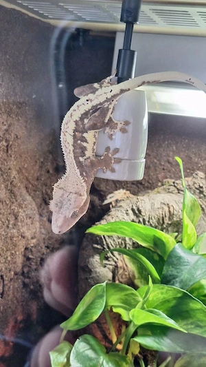 Kronengecko zuchtgruppe 1.2