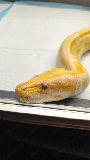 1.0 Tigerpython albino von MS Reptilien